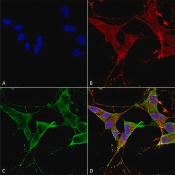 Monoclonal Anti-Lrrk2/Dardarin - Rpe antibody produced in mouse clone S138-6, purified immunoglobulin