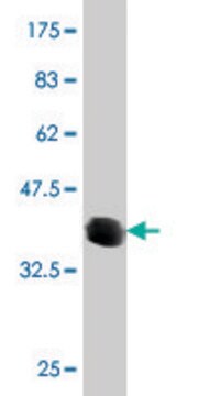 Monoclonal Anti-ATP6V0D2 antibody produced in mouse clone 7A4, purified immunoglobulin, buffered aqueous solution