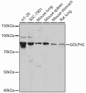 Anti-GOLPH2 Antibody, clone 2Q4F0, Rabbit Monoclonal