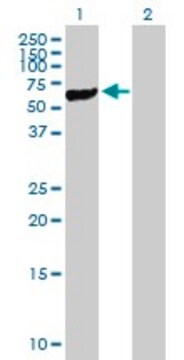 Anti-STK40 antibody produced in mouse purified immunoglobulin, buffered aqueous solution