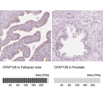 Anti-CFAP126 antibody produced in rabbit Prestige Antibodies&#174; Powered by Atlas Antibodies, affinity isolated antibody, buffered aqueous glycerol solution