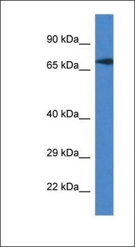 Anti-GUF1 antibody produced in rabbit affinity isolated antibody