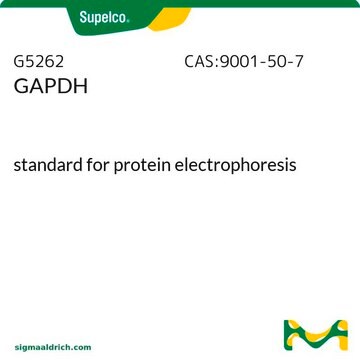 GAPDH standard for protein electrophoresis