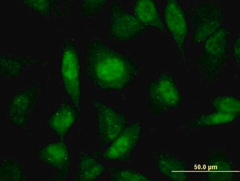 Monoclonal Anti-PRPF19 antibody produced in mouse clone 2E5, purified immunoglobulin, buffered aqueous solution