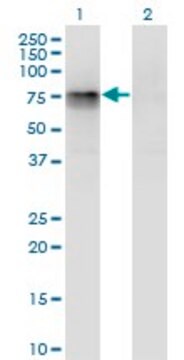 Monoclonal Anti-CBFA2T2 antibody produced in mouse clone 3A2, purified immunoglobulin, buffered aqueous solution