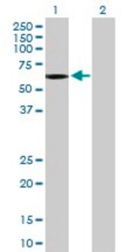 Anti-OCLN antibody produced in mouse purified immunoglobulin, buffered aqueous solution