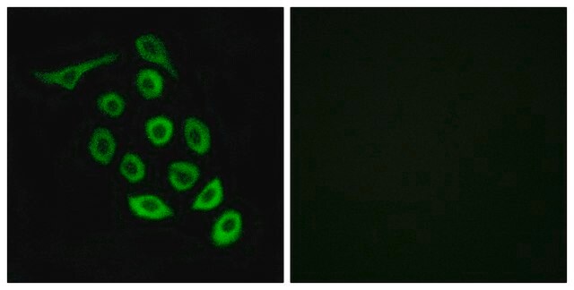 Anti-RPS12, C-Terminal antibody produced in rabbit affinity isolated antibody