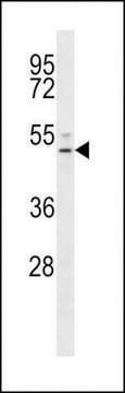 ANTI-EDG6(N-TERMINAL) antibody produced in rabbit affinity isolated antibody, buffered aqueous solution