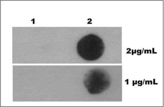 Anticuerpo anti-N6-metiladenosina (m6A), clon 17-3-4-1 clone 17-3-4-1, from mouse