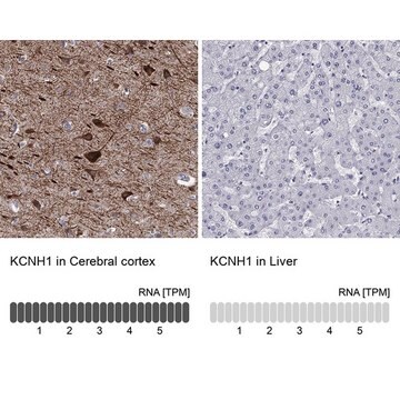 Anti-KCNH1 antibody produced in rabbit Prestige Antibodies&#174; Powered by Atlas Antibodies, affinity isolated antibody, buffered aqueous glycerol solution