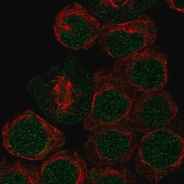 Anti-Arid2 Antibody Produced In Rabbit Prestige Antibodies&#174; Powered by Atlas Antibodies, affinity isolated antibody, buffered aqueous glycerol solution