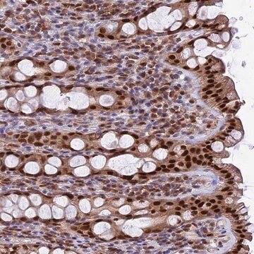 Anti-FAM118B antibody produced in rabbit Prestige Antibodies&#174; Powered by Atlas Antibodies, affinity isolated antibody, buffered aqueous glycerol solution