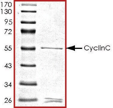 CyclinC, GST tagged human recombinant, expressed in baculovirus infected Sf9 cells, &#8805;70% (SDS-PAGE), buffered aqueous glycerol solution