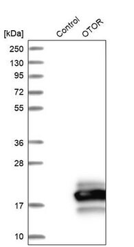 Anti-OTOR antibody produced in rabbit Prestige Antibodies&#174; Powered by Atlas Antibodies, affinity isolated antibody, buffered aqueous glycerol solution