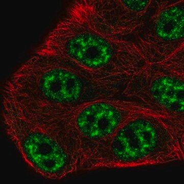 Anti-SPTSSB antibody produced in rabbit Prestige Antibodies&#174; Powered by Atlas Antibodies, affinity isolated antibody