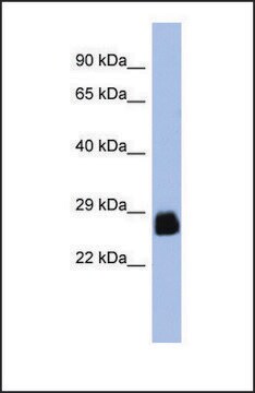 Anti-PDX1, (N-terminal) antibody produced in rabbit affinity isolated antibody