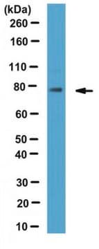 Anti-SUN2-Antikörper from rabbit, purified by affinity chromatography