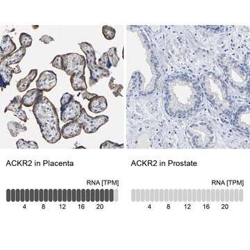 Anti-ACKR2 antibody produced in rabbit Prestige Antibodies&#174; Powered by Atlas Antibodies, affinity isolated antibody, buffered aqueous glycerol solution