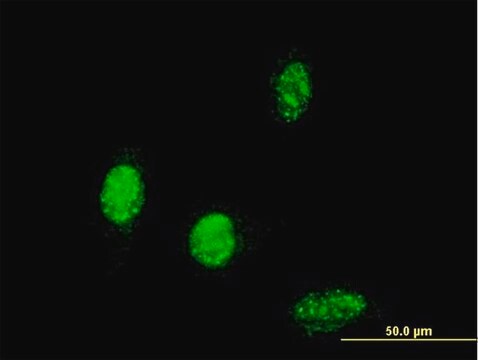 Monoclonal Anti-TBX6 antibody produced in mouse clone 2D11, purified immunoglobulin, buffered aqueous solution