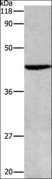 Anti-APG4B antibody produced in rabbit affinity isolated antibody