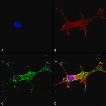 Monoclonal Anti-Glun2A/Nr2A - Apc antibody produced in mouse clone S327A-38, purified immunoglobulin