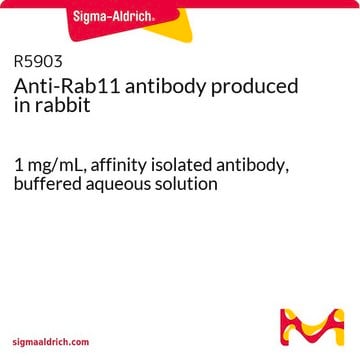 Anti-Rab11 antibody produced in rabbit 1&#160;mg/mL, affinity isolated antibody, buffered aqueous solution