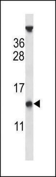 ANTI-PYDC1 (CENTER) antibody produced in rabbit IgG fraction of antiserum, buffered aqueous solution