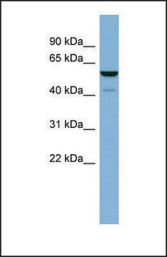 Anti-LAP3, (N-terminal) antibody produced in rabbit affinity isolated antibody