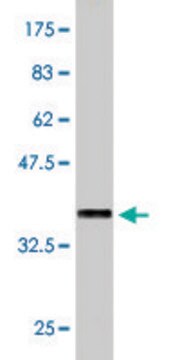 Monoclonal Anti-SPAG5 antibody produced in mouse clone 5F9, purified immunoglobulin, buffered aqueous solution