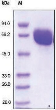 EPHB4 human recombinant, expressed in HEK 293 cells, &#8805;97% (SDS-PAGE)