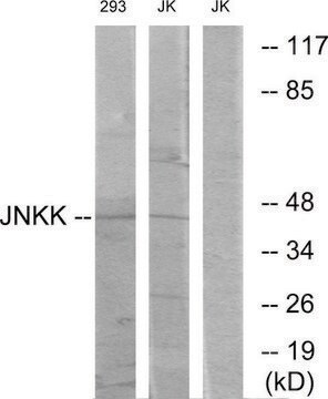 Anti-JNKK, C-Terminal antibody produced in rabbit affinity isolated antibody