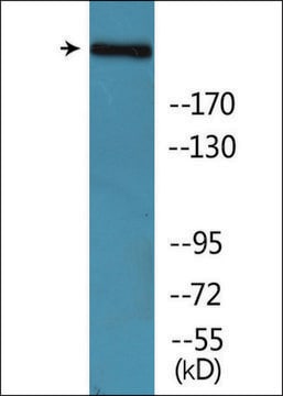 Anti-phospho-Acetyl-CoA Carboxylase (pSer80) antibody produced in rabbit affinity isolated antibody