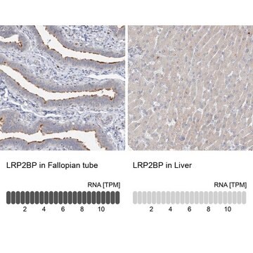 Anti-LRP2BP antibody produced in rabbit Prestige Antibodies&#174; Powered by Atlas Antibodies, affinity isolated antibody, buffered aqueous glycerol solution