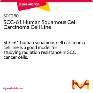 SCC-61 Human Squamous Cell Carcinoma Cell Line SCC-61 human squamous cell carcinoma cell line is a good model for studying radiation resistance in SCC cancer cells.