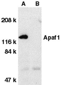 Anti-Apaf-1 Antibody, CT Chemicon&#174;, from rabbit