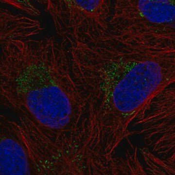 Anti-ZNF625 antibody produced in rabbit Prestige Antibodies&#174; Powered by Atlas Antibodies, affinity isolated antibody