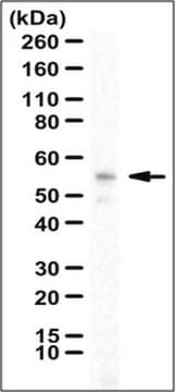 Anti-NRF2a/GABPA Antibody serum, from rabbit