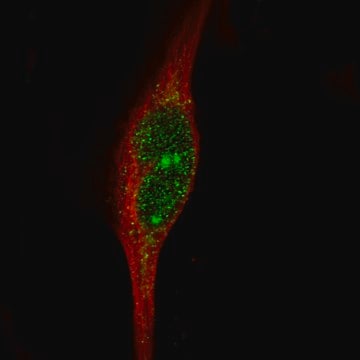 Monoclonal Anti-Msh3 Antibody Produced In Mouse Prestige Antibodies&#174; Powered by Atlas Antibodies, clone CL14064, affinity isolated antibody, buffered aqueous glycerol solution