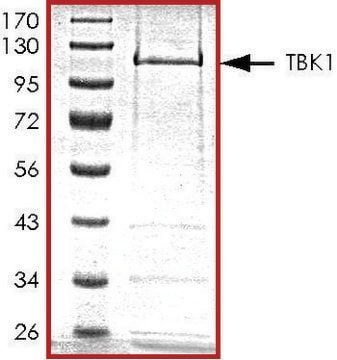 TBK1, active, GST tagged human PRECISIO&#174; Kinase, recombinant, expressed in baculovirus infected Sf9 cells, &#8805;70% (SDS-PAGE), buffered aqueous glycerol solution