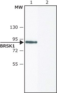 Anti-BRSK1 (C-terminal) antibody produced in rabbit ~1.5&#160;mg/mL, affinity isolated antibody