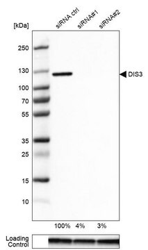 Anti-DIS3 antibody produced in rabbit affinity isolated antibody, buffered aqueous glycerol solution