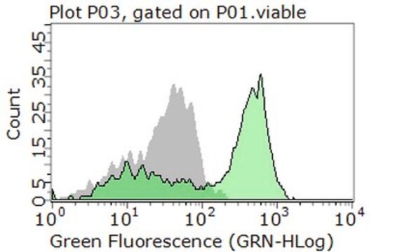 Anticuerpo anti-MSR1/CD204 from rabbit, purified by affinity chromatography