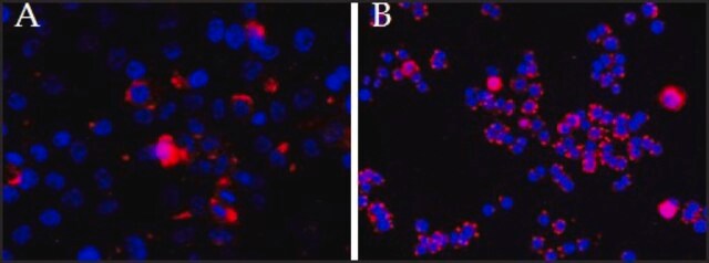 Anti-CEP290 antibody produced in goat affinity isolated antibody, buffered aqueous solution