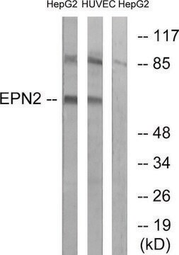 Anti-EPN2 antibody produced in rabbit affinity isolated antibody