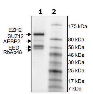 EZH2 /EED/SUZ12/RbAp48/AEBP2 human recombinant, expressed in baculovirus infected Sf9 cells, &#8805;90% (SDS-PAGE)