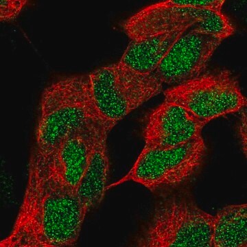 Anti-ZNF184 antibody produced in rabbit Prestige Antibodies&#174; Powered by Atlas Antibodies, affinity isolated antibody