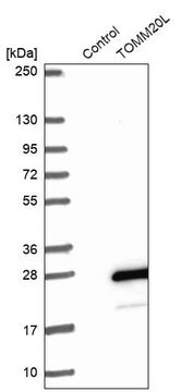 Anti-TOMM20L antibody produced in rabbit Prestige Antibodies&#174; Powered by Atlas Antibodies, affinity isolated antibody, buffered aqueous glycerol solution