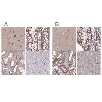 Anti-PLEKHG3 antibody produced in rabbit Prestige Antibodies&#174; Powered by Atlas Antibodies, affinity isolated antibody