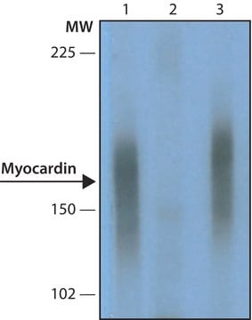 Monoclonal Anti-Myocardin antibody produced in mouse ~2.0&#160;mg/mL, clone MCR54, purified immunoglobulin