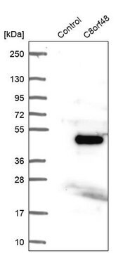 Anti-C8orf48 antibody produced in rabbit Prestige Antibodies&#174; Powered by Atlas Antibodies, affinity isolated antibody, buffered aqueous glycerol solution, ab3